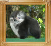 Yingyang_Triton_Supremacy_2mo_1wk_1.7lbs.jpg