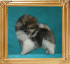 Yingyang_Triton_Warrior_2mo_3wk_2.2lbs.jpg