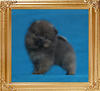 Yingyang_Triton__Chaley_1.1lbs_2mo_1wk_49531.jpg