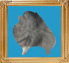 wolf_sable_8x10.jpg