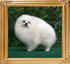 19135z_Fennel_of_Chiao_Li_Ya_FCI.JPG