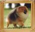 31013z_Jan-Shars_Cisco_Kid_Ch.jpg