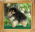 Am_Ch_Ph_Gr_Ch_Canton_Tuxedo_3yrs.jpg