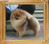 Canton_Bravo_Royale_1yr_7mon_4.4lbs_6993.jpg