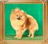 Canton_Dragon_Sweet_1_yr_0573.jpg