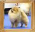 Canton_Fearless_N_Swift_Orlando_3.jpg