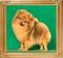 Canton_Morning_Royale_Ph_Ch_12_months.jpg