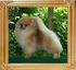 Canton_Shooting_StarPh_Ch_at_1yr_8mon_5lbs_41255.jpg