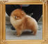 Canton_Unleashed_1yr_2mon_3.96lbs.jpg